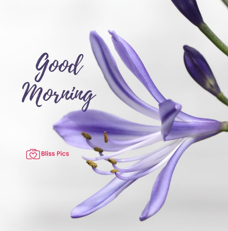Gm Flower Image 100 Gm Flower Image 100 - Good Morning Flower Images