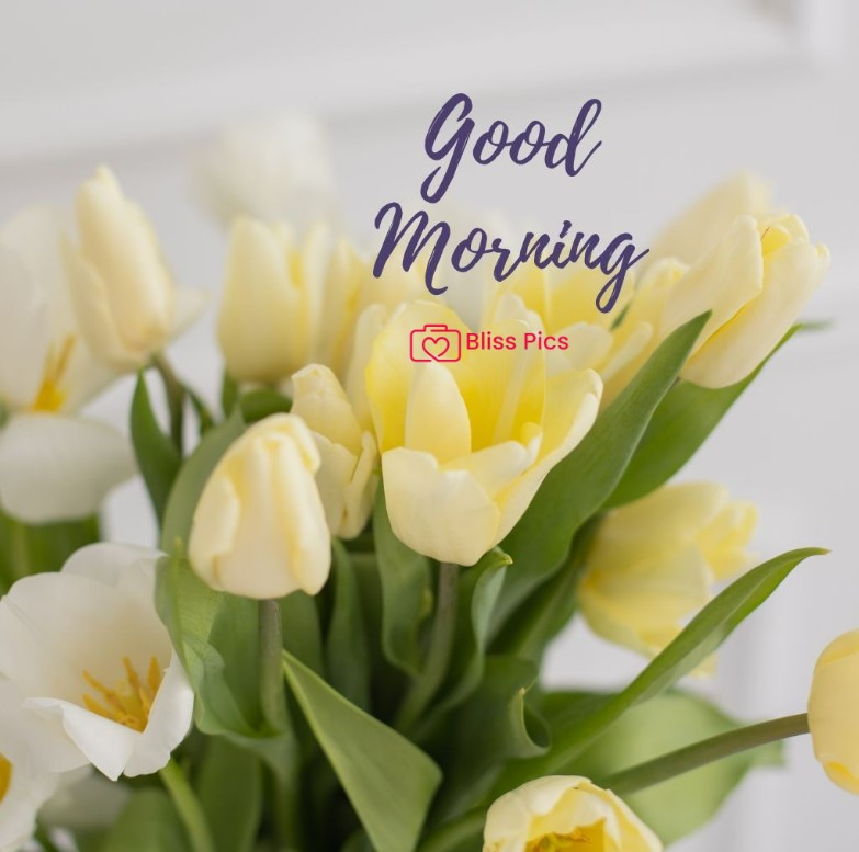 Gm Flower Image 101 Gm Flower Image 101 - Good Morning Flower Images