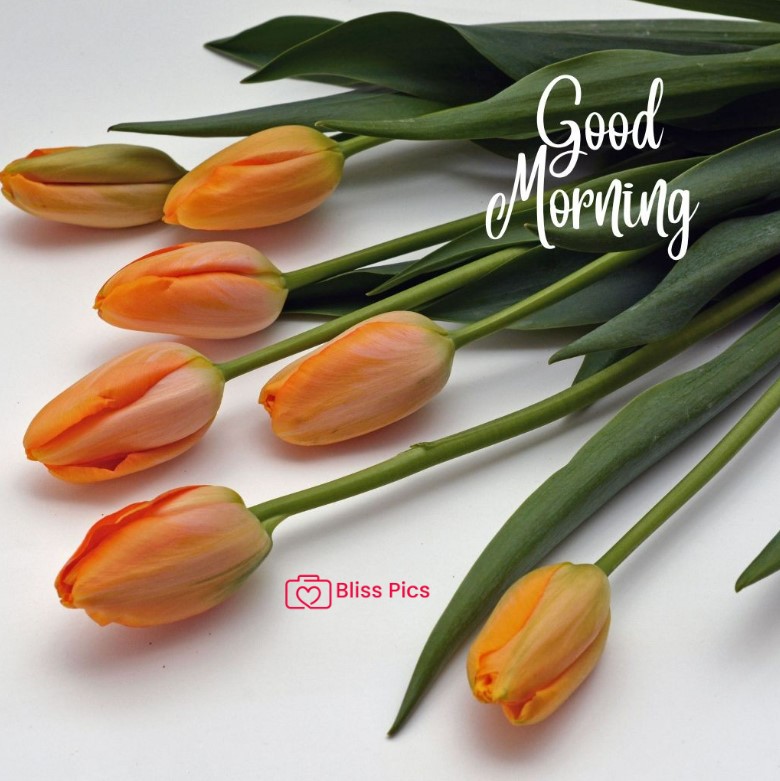 Gm Flower Image 102 Gm Flower Image 102 - Good Morning Flower Images