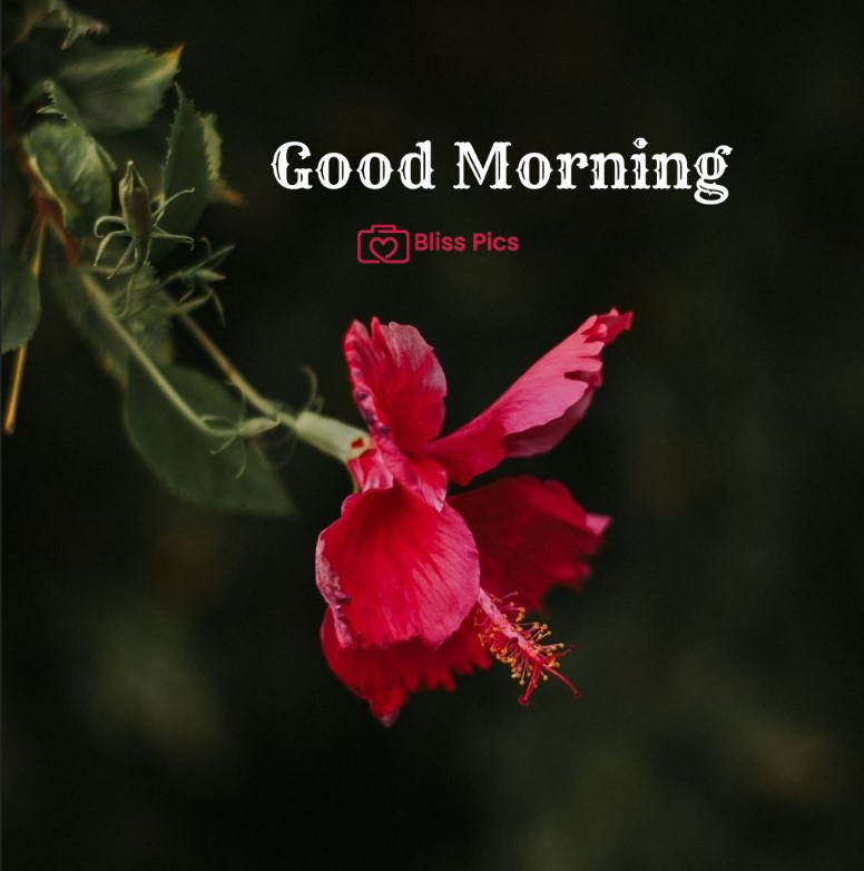 Gm Flower Image 11 Gm Flower Image 11 - Good Morning Flower Images
