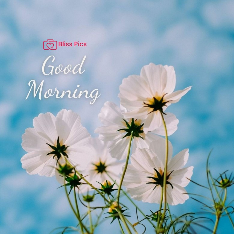 Gm Flower Image 12 Gm Flower Image 12 - Good Morning Flower Images