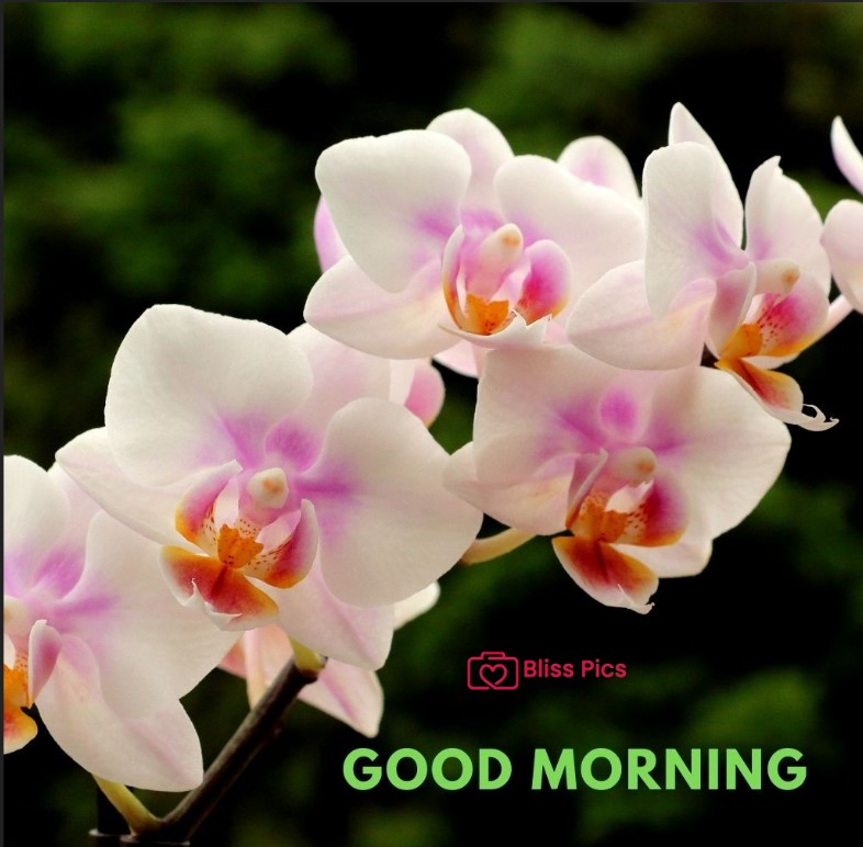 Gm Flower Image 13 Gm Flower Image 13 - Good Morning Flower Images