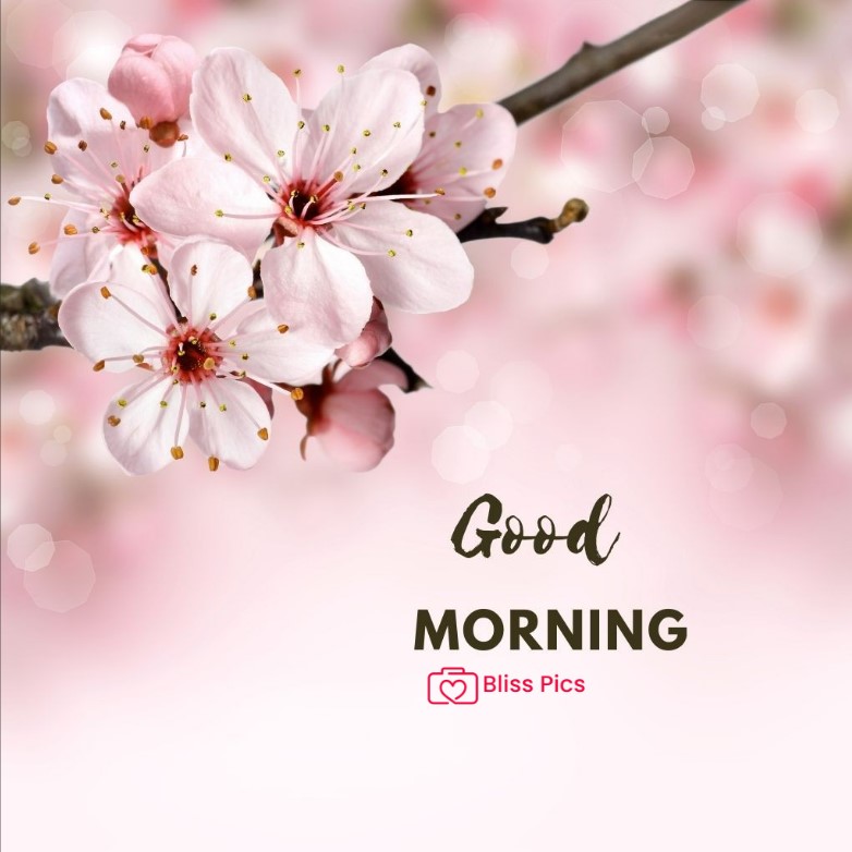 Gm Flower Image 14 Gm Flower Image 14 - Good Morning Flower Images