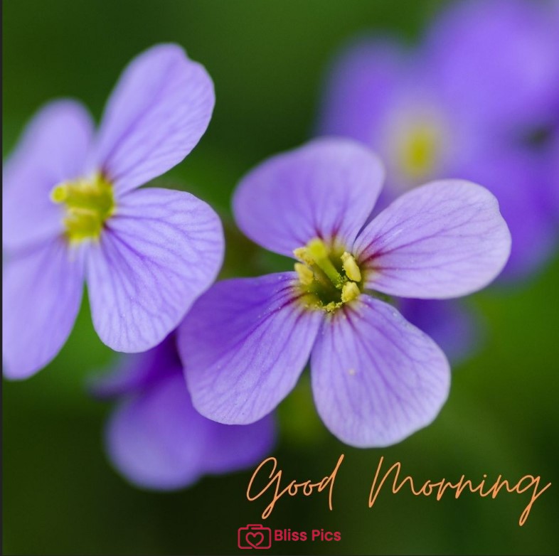Gm Flower Image 15 Gm Flower Image 15 - Good Morning Flower Images
