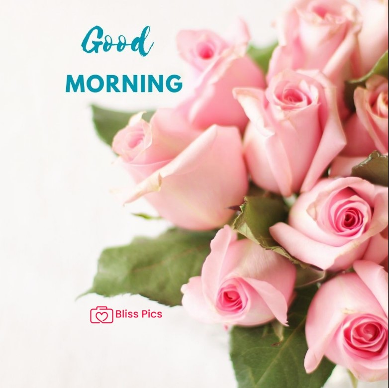 Gm Flower Image 16 Gm Flower Image 16 - Good Morning Flower Images