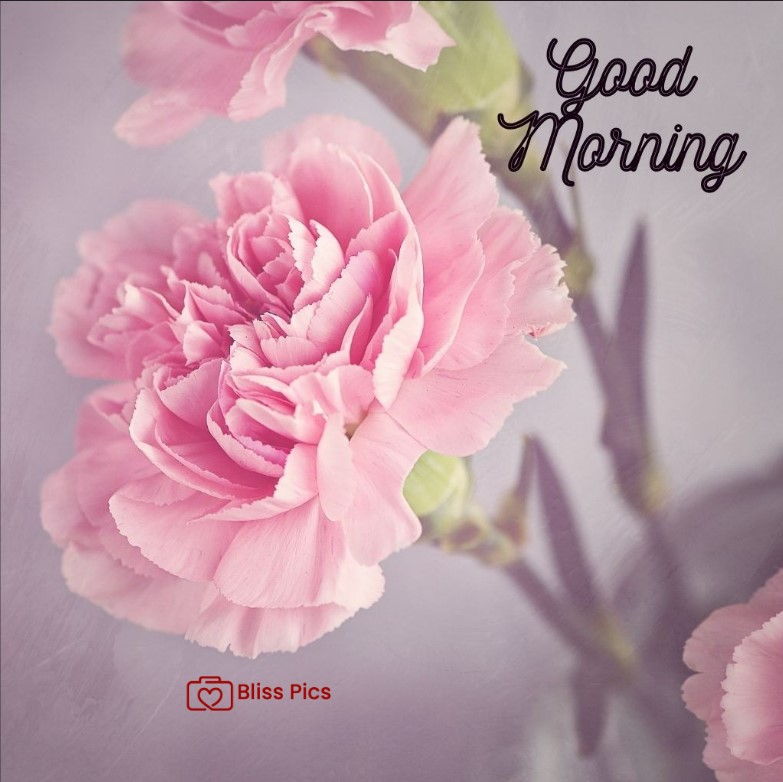 Gm Flower Image 17 Gm Flower Image 17 - Good Morning Flower Images