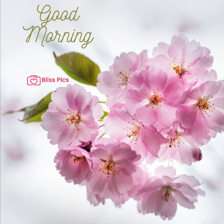 Gm Flower Image 18 Gm Flower Image 18 - Good Morning Flower Images