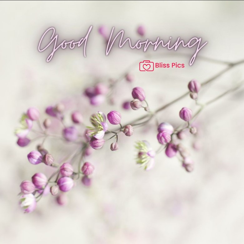 Gm Flower Image 19 Gm Flower Image 19 - Good Morning Flower Images