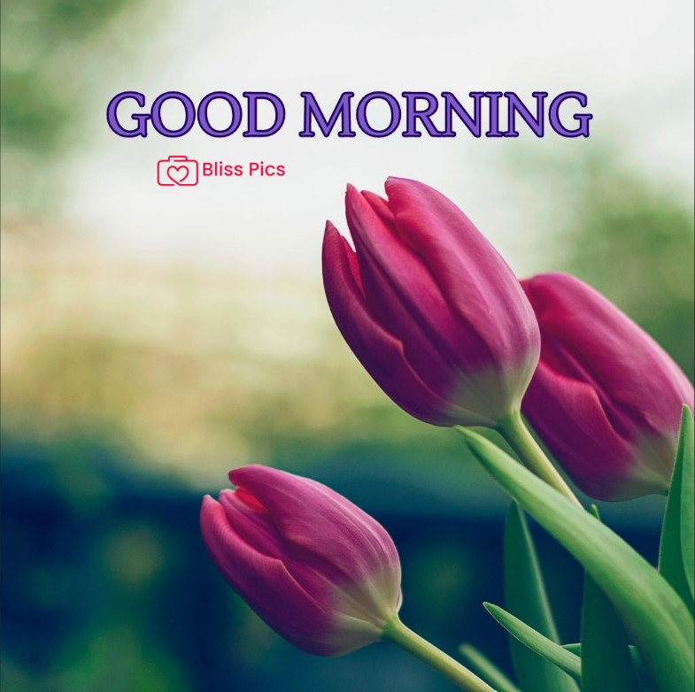 Gm Flower Image 2 Gm Flower Image 2 - Good Morning Flower Images