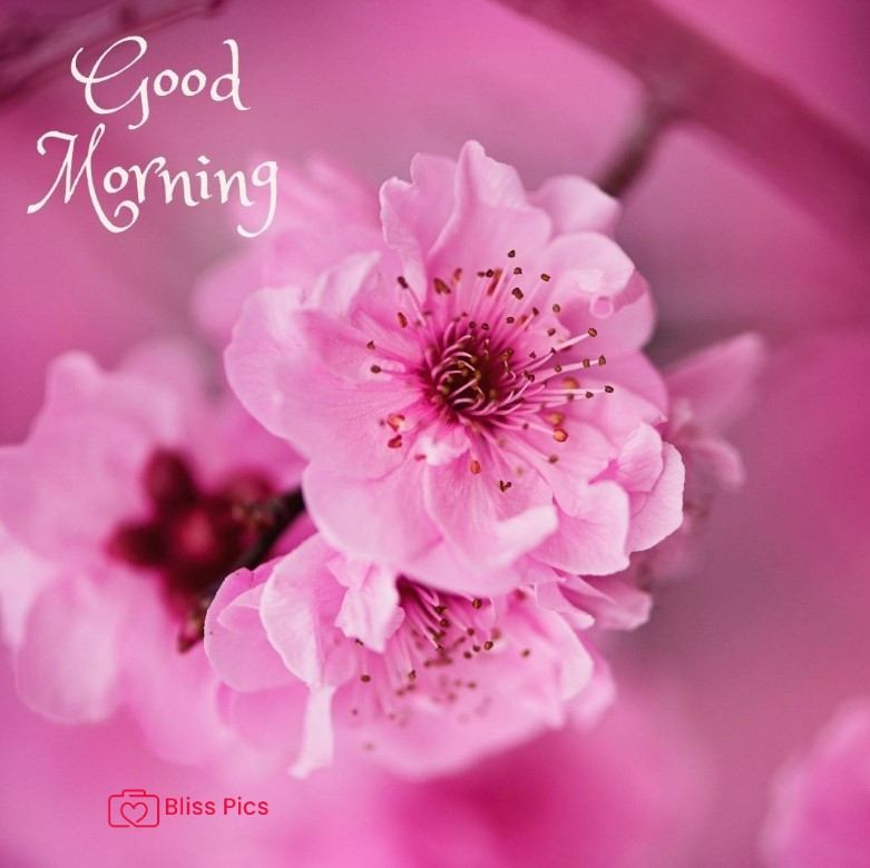 Gm Flower Image 22 Gm Flower Image 22 - Good Morning Flower Images