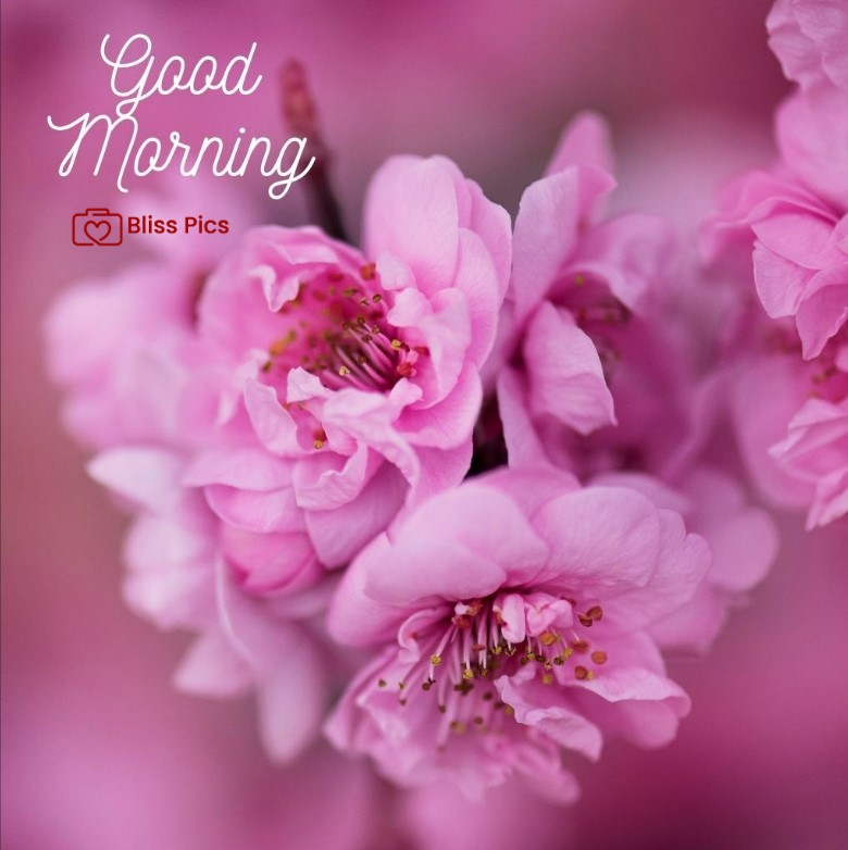 Gm Flower Image 23 Gm Flower Image 23 - Good Morning Flower Images