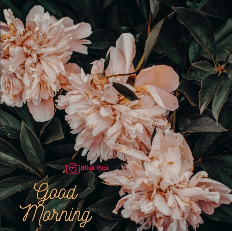 Gm Flower Image 24 Gm Flower Image 24 - Good Morning Flower Images