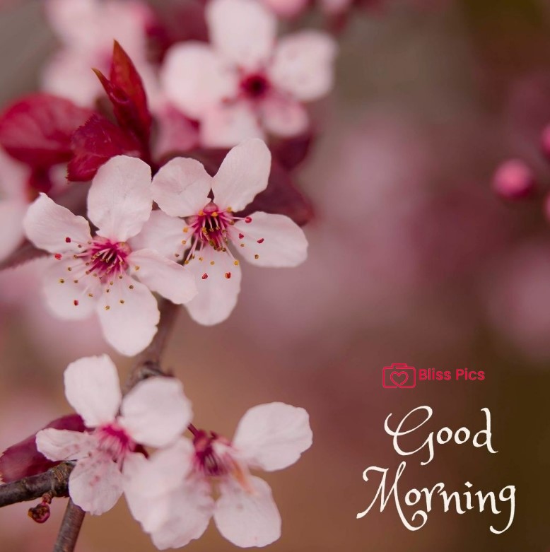 Gm Flower Image 26 Gm Flower Image 26 - Good Morning Flower Images