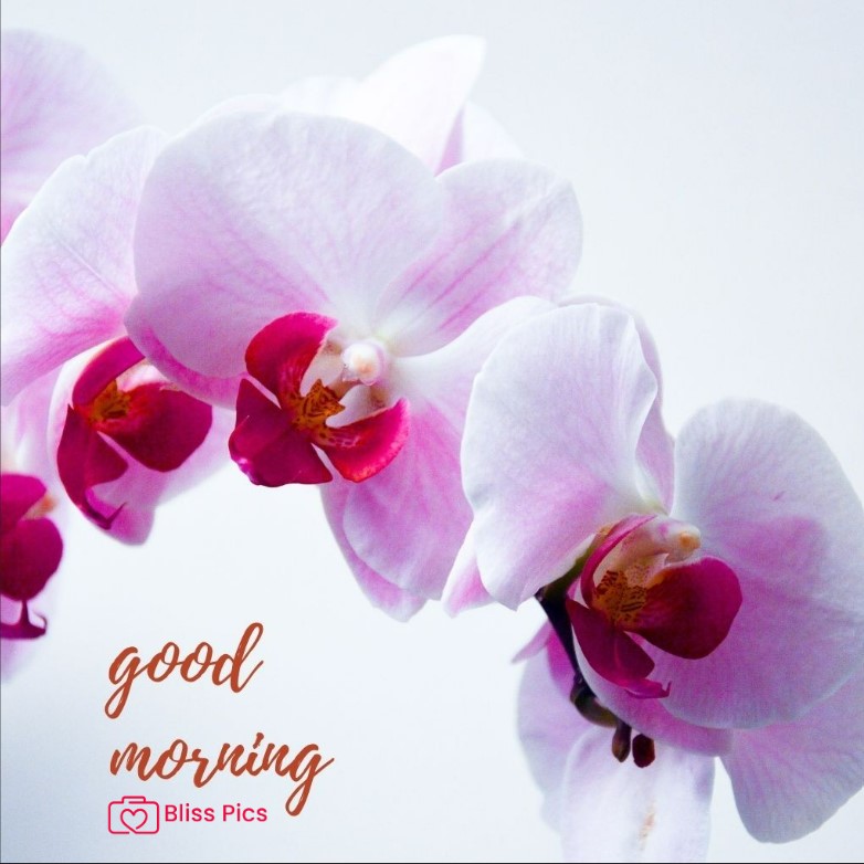 Gm Flower Image 27 Gm Flower Image 27 - Good Morning Flower Images