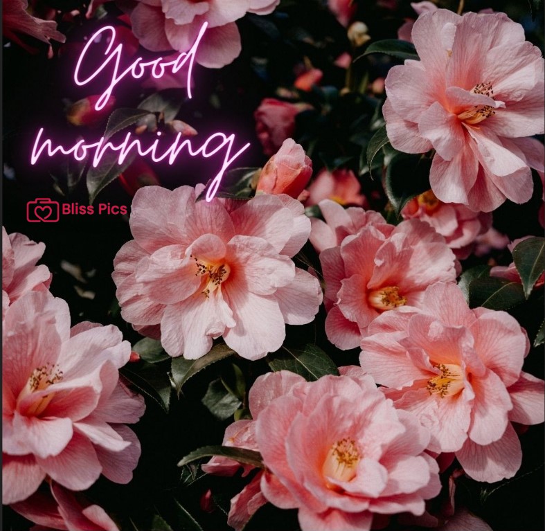 Gm Flower Image 28 Gm Flower Image 28 - Good Morning Flower Images