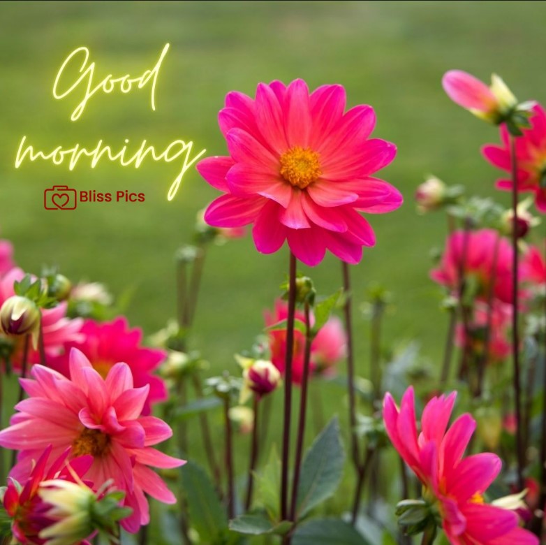 Gm Flower Image 29 Gm Flower Image 29 - Good Morning Flower Images