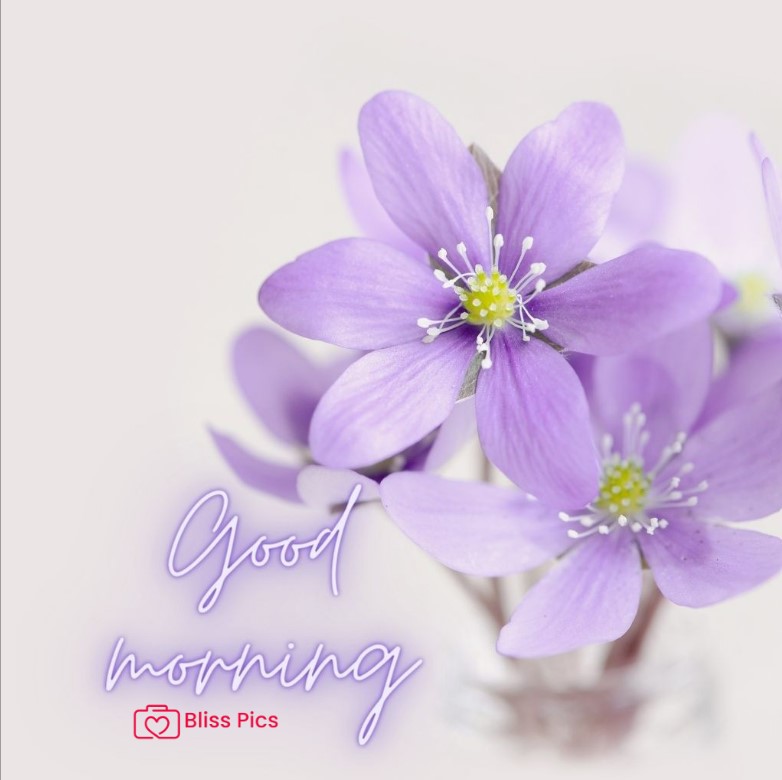 Gm Flower Image 3 Gm Flower Image 3 - Good Morning Flower Images