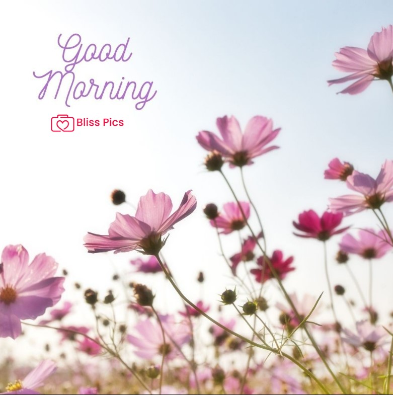 Gm Flower Image 30 Gm Flower Image 30 - Good Morning Flower Images