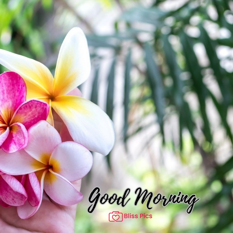 Gm Flower Image 32 Gm Flower Image 32 - Good Morning Flower Images