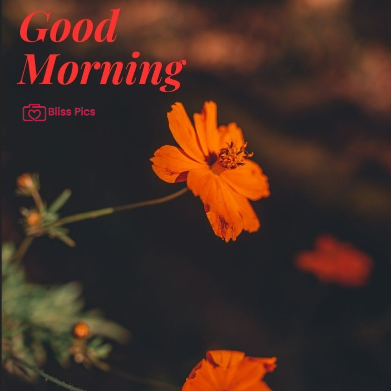Gm Flower Image 33 Gm Flower Image 33 - Good Morning Flower Images