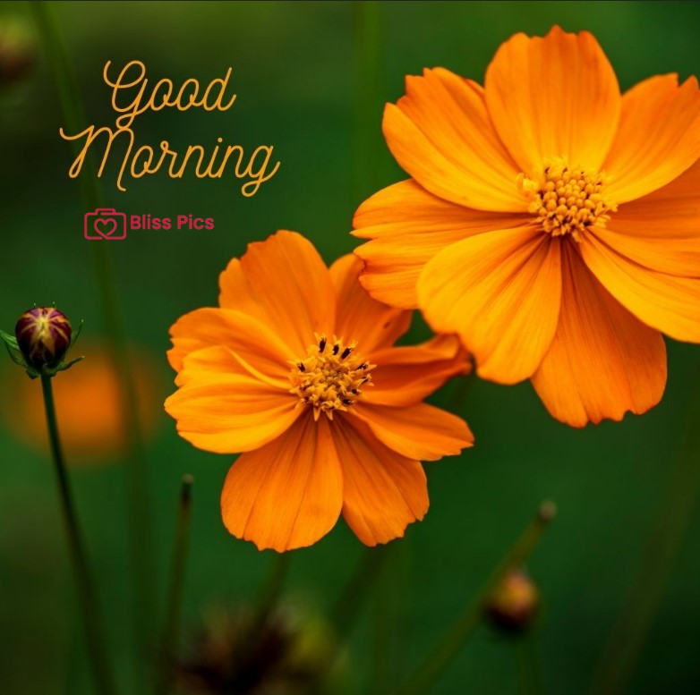 Gm Flower Image 34 Gm Flower Image 34 - Good Morning Flower Images