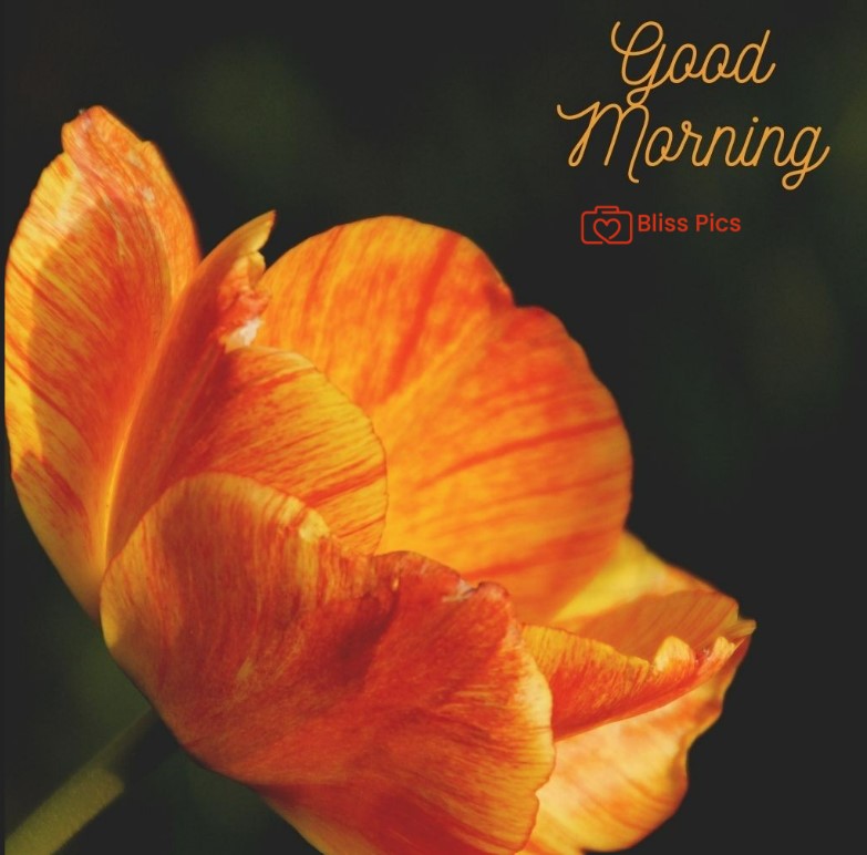 Gm Flower Image 35 Gm Flower Image 35 - Good Morning Flower Images