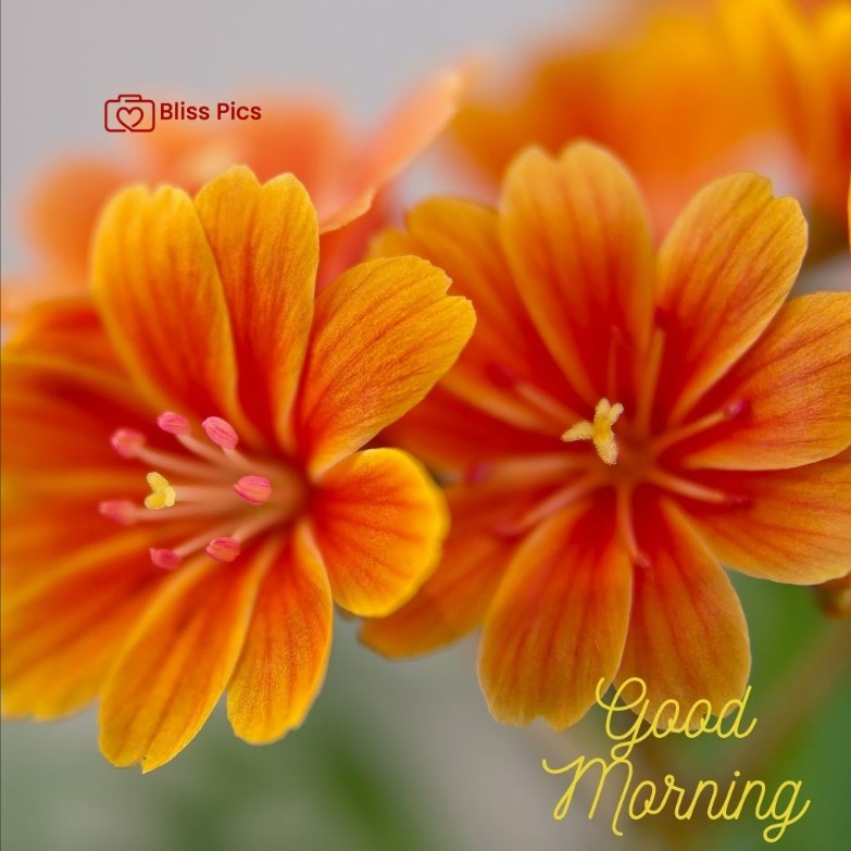 Gm Flower Image 36 Gm Flower Image 36 - Good Morning Flower Images