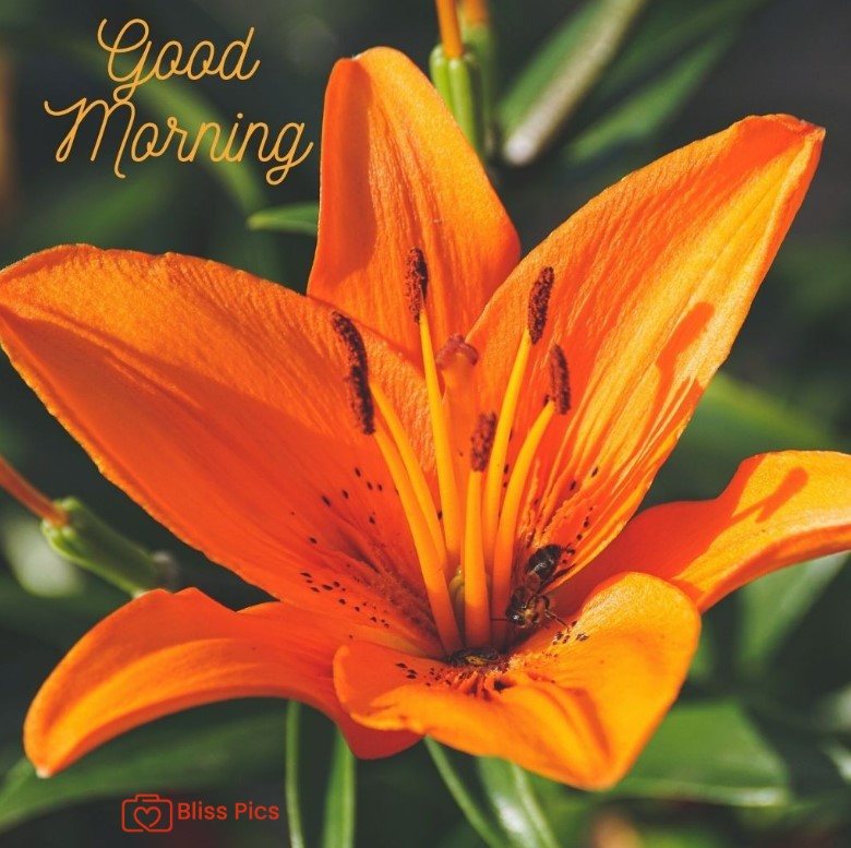 Gm Flower Image 37 Gm Flower Image 37 - Good Morning Flower Images