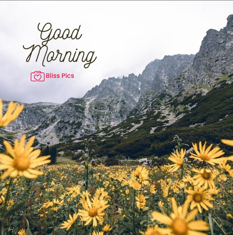 Gm Flower Image 38 Gm Flower Image 38 - Good Morning Flower Images