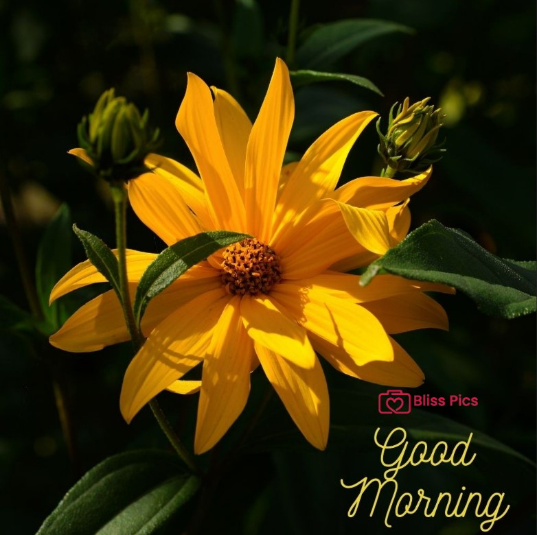 Gm Flower Image 39 Gm Flower Image 39 - Good Morning Flower Images