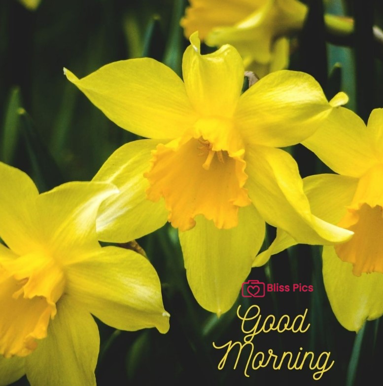 Gm Flower Image 41 Gm Flower Image 41 - Good Morning Flower Images