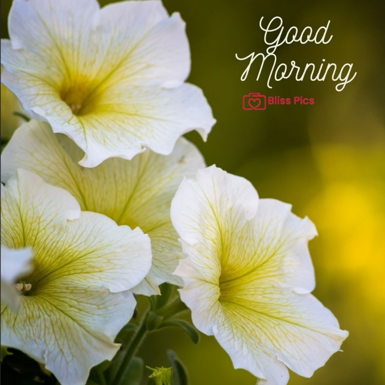 Gm Flower Image 42 Gm Flower Image 42 - Good Morning Flower Images