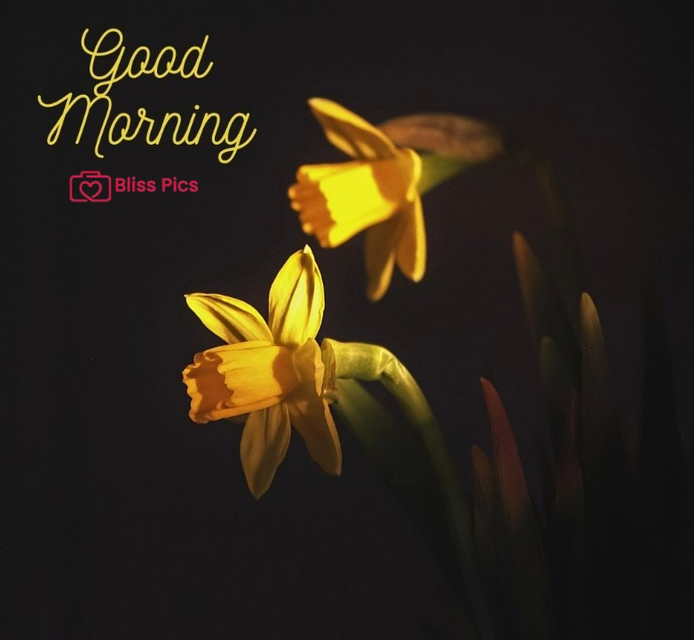 Gm Flower Image 43 Gm Flower Image 43 - Good Morning Flower Images