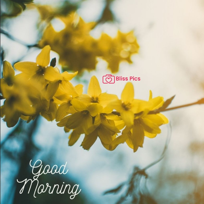 Gm Flower Image 44 Gm Flower Image 44 - Good Morning Flower Images