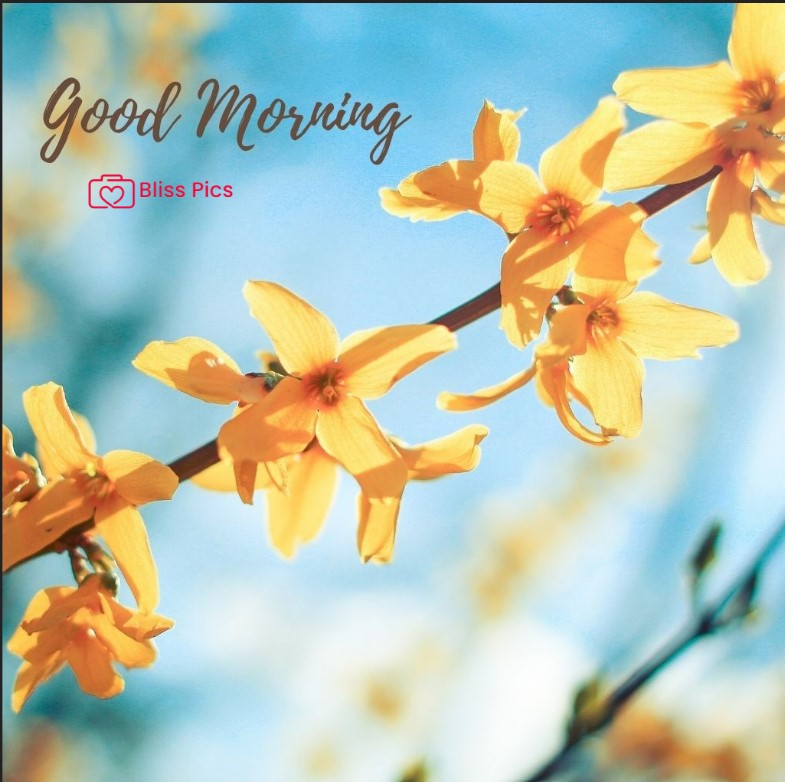Gm Flower Image 45 Gm Flower Image 45 - Good Morning Flower Images