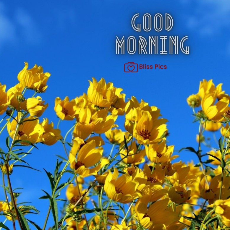 Gm Flower Image 46 Gm Flower Image 46 - Good Morning Flower Images