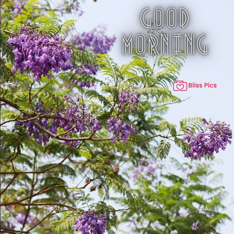 Gm Flower Image 48 Gm Flower Image 48 - Good Morning Flower Images