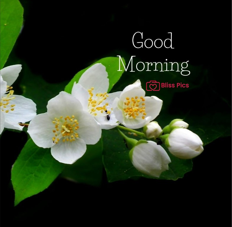 Gm Flower Image 5 Gm Flower Image 5 - Good Morning Flower Images