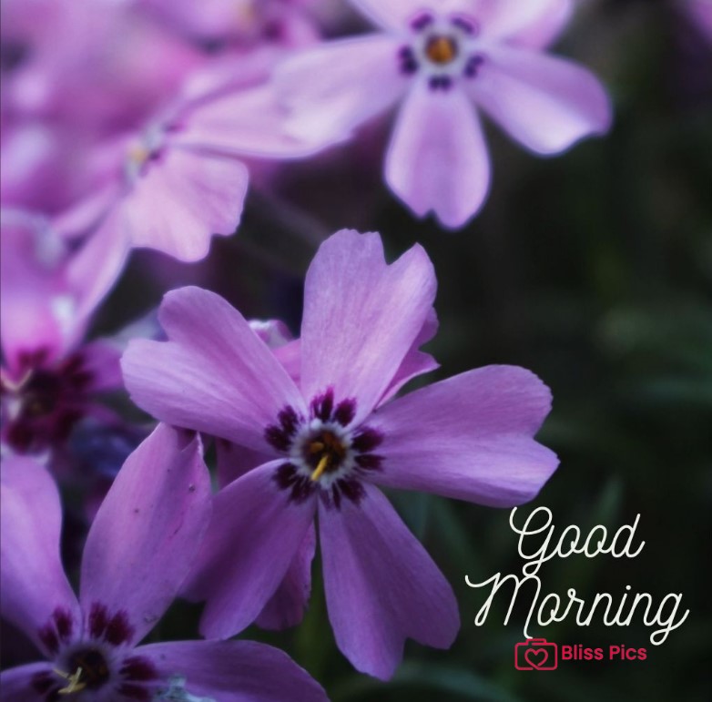 Gm Flower Image 50 Gm Flower Image 50 - Good Morning Flower Images