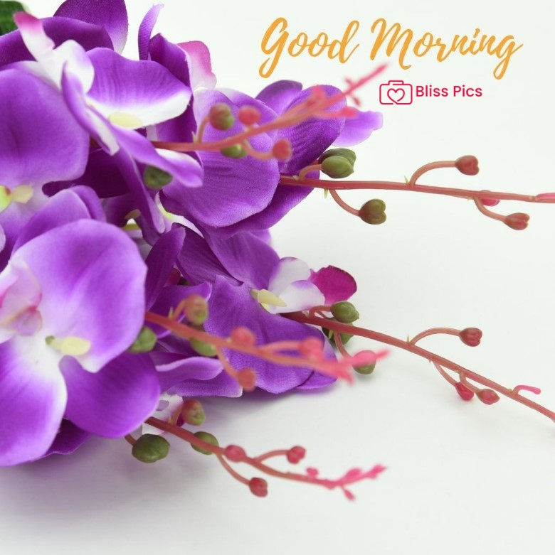 Gm Flower Image 51 Gm Flower Image 51 - Good Morning Flower Images