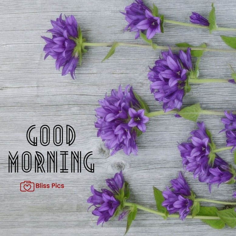 Gm Flower Image 52 Gm Flower Image 52 - Good Morning Flower Images