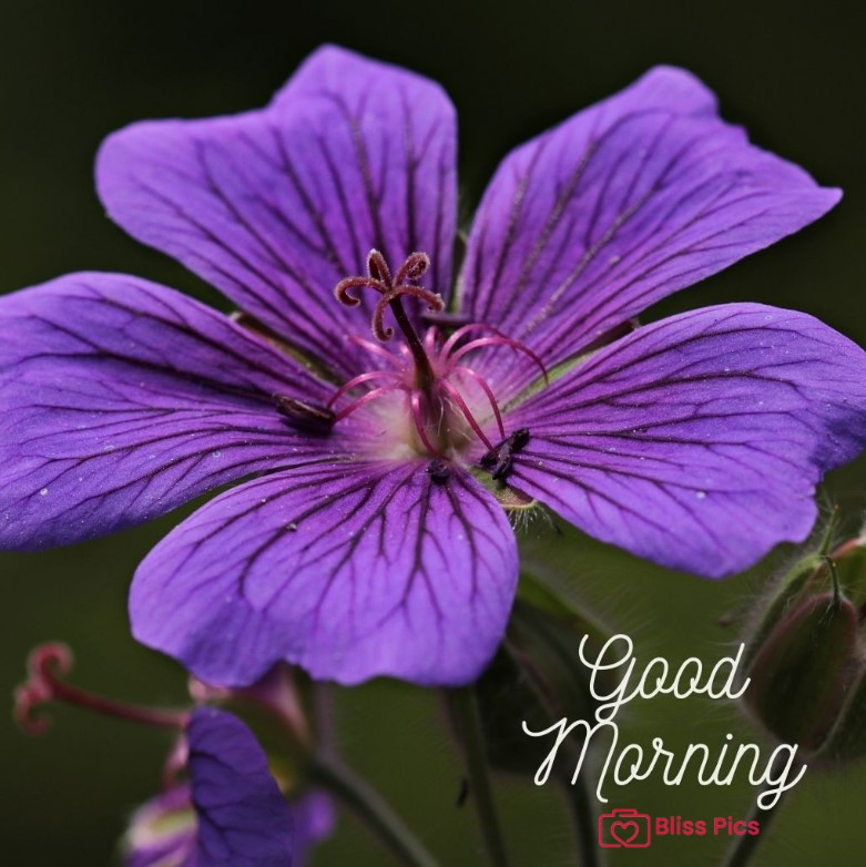 Gm Flower Image 53 Gm Flower Image 53 - Good Morning Flower Images