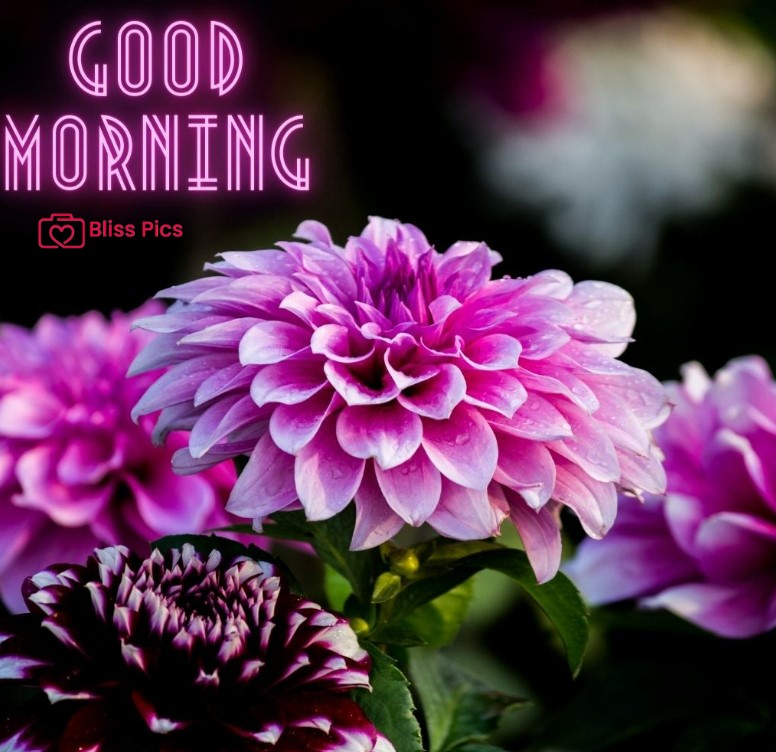 Gm Flower Image 54 Gm Flower Image 54 - Good Morning Flower Images