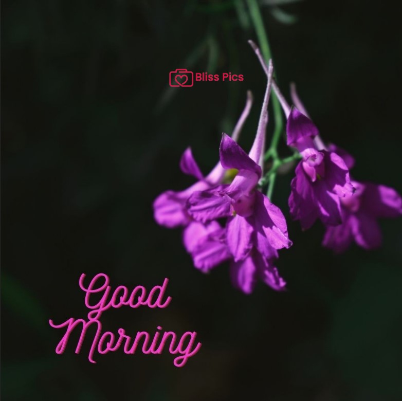 Gm Flower Image 55 Gm Flower Image 55 - Good Morning Flower Images