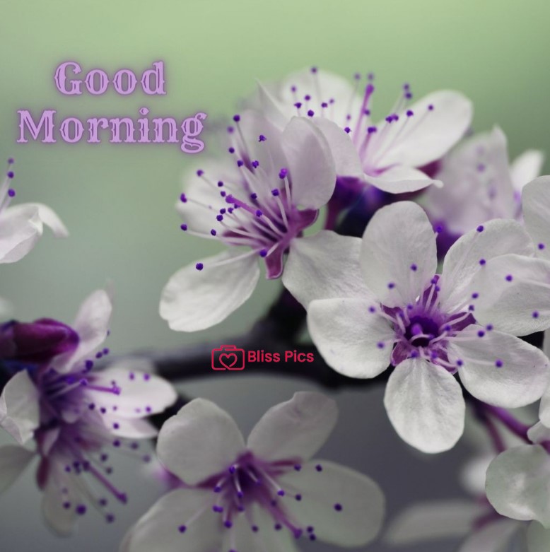 Gm Flower Image 56 Gm Flower Image 56 - Good Morning Flower Images