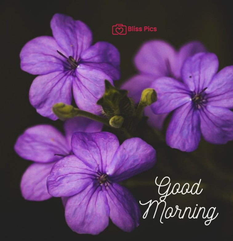 Gm Flower Image 57 Gm Flower Image 57 - Good Morning Flower Images