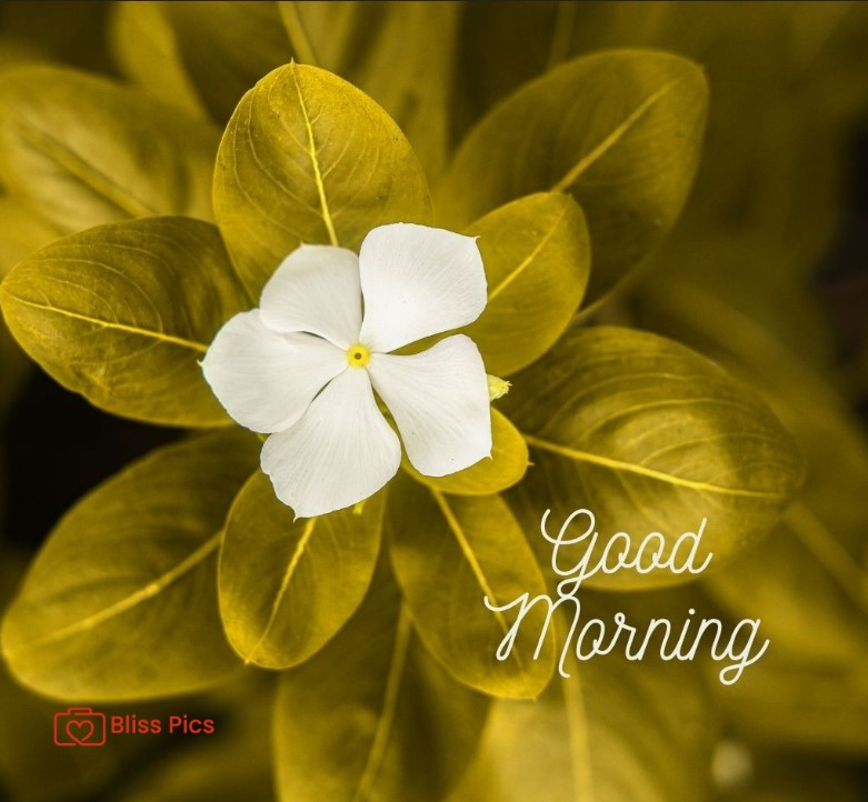 Gm Flower Image 58 Gm Flower Image 58 - Good Morning Flower Images