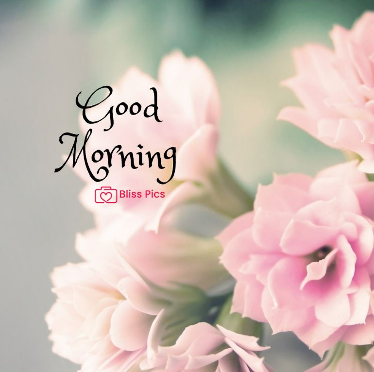 Gm Flower Image 59 Gm Flower Image 59 - Good Morning Flower Images