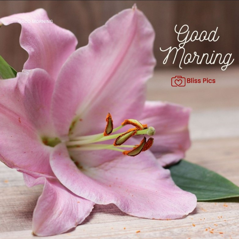 Gm Flower Image 60 Gm Flower Image 60 - Good Morning Flower Images