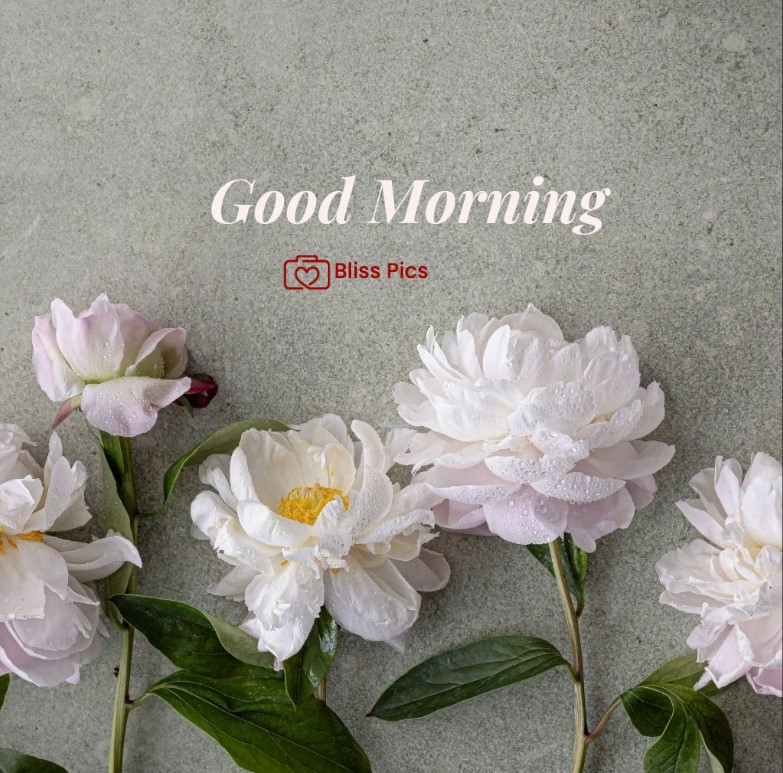 Gm Flower Image 61 Gm Flower Image 61 - Good Morning Flower Images